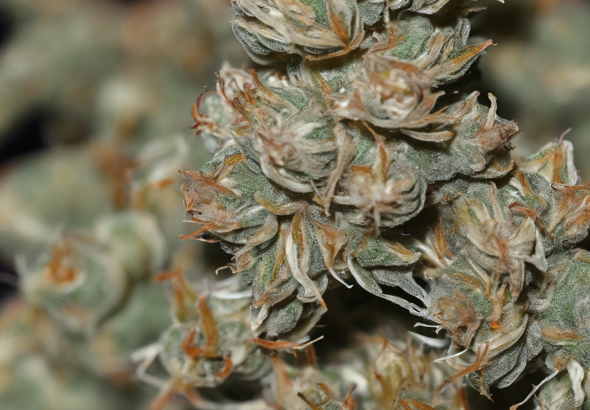 Exploring the Potent Effects of the THC Bomb Strain
